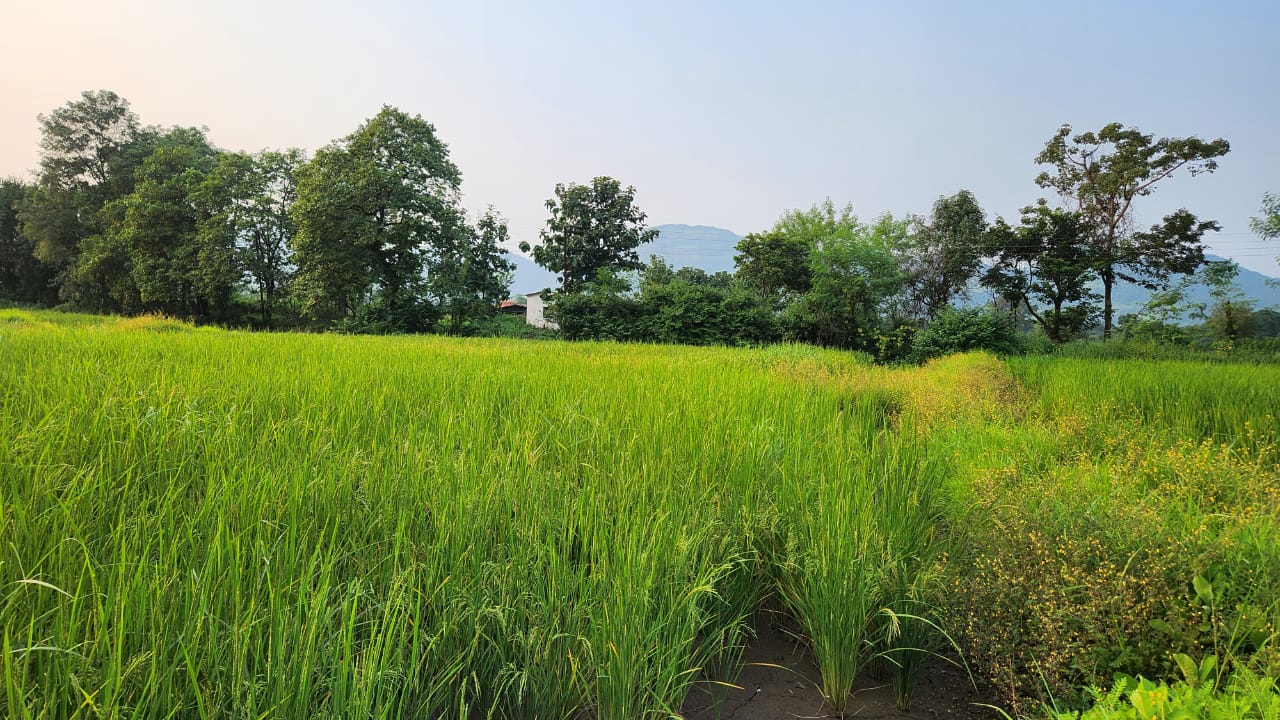 Mountain & waterfall view 1 Acre agriculture land for sale near Raddison Blu Resort 10km from Karjat.