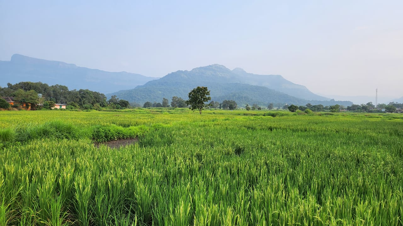 Mountain & waterfall view 1 Acre agriculture land for sale near Raddison Blu Resort 10km from Karjat.