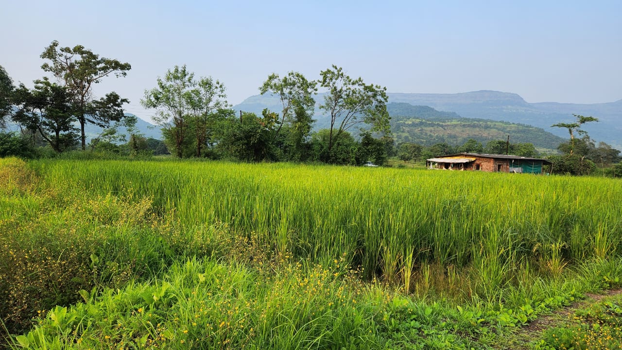 Mountain & waterfall view 1 Acre agriculture land for sale near Raddison Blu Resort 10km from Karjat.