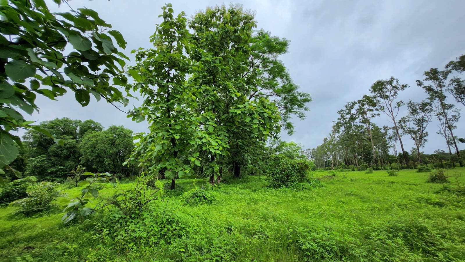 16 Acre agriculture land for sale 10 Km from Karjat.
