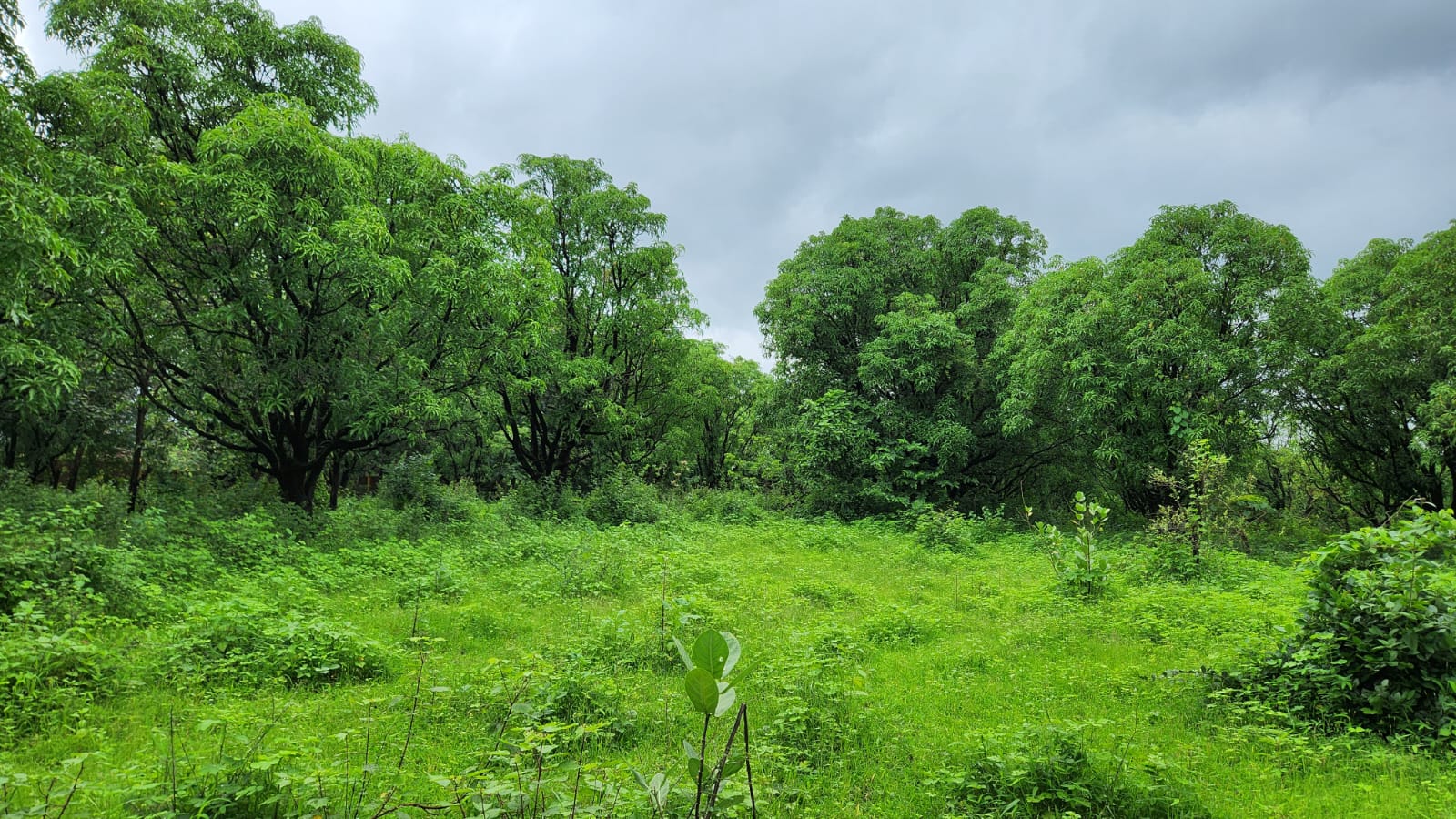 16 Acre agriculture land for sale 10 Km from Karjat.