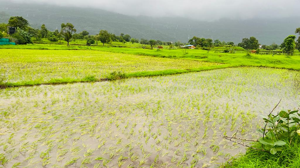 Waterfall, Mountain, Forest & Fog View 2 acre land for sale in Karjat.