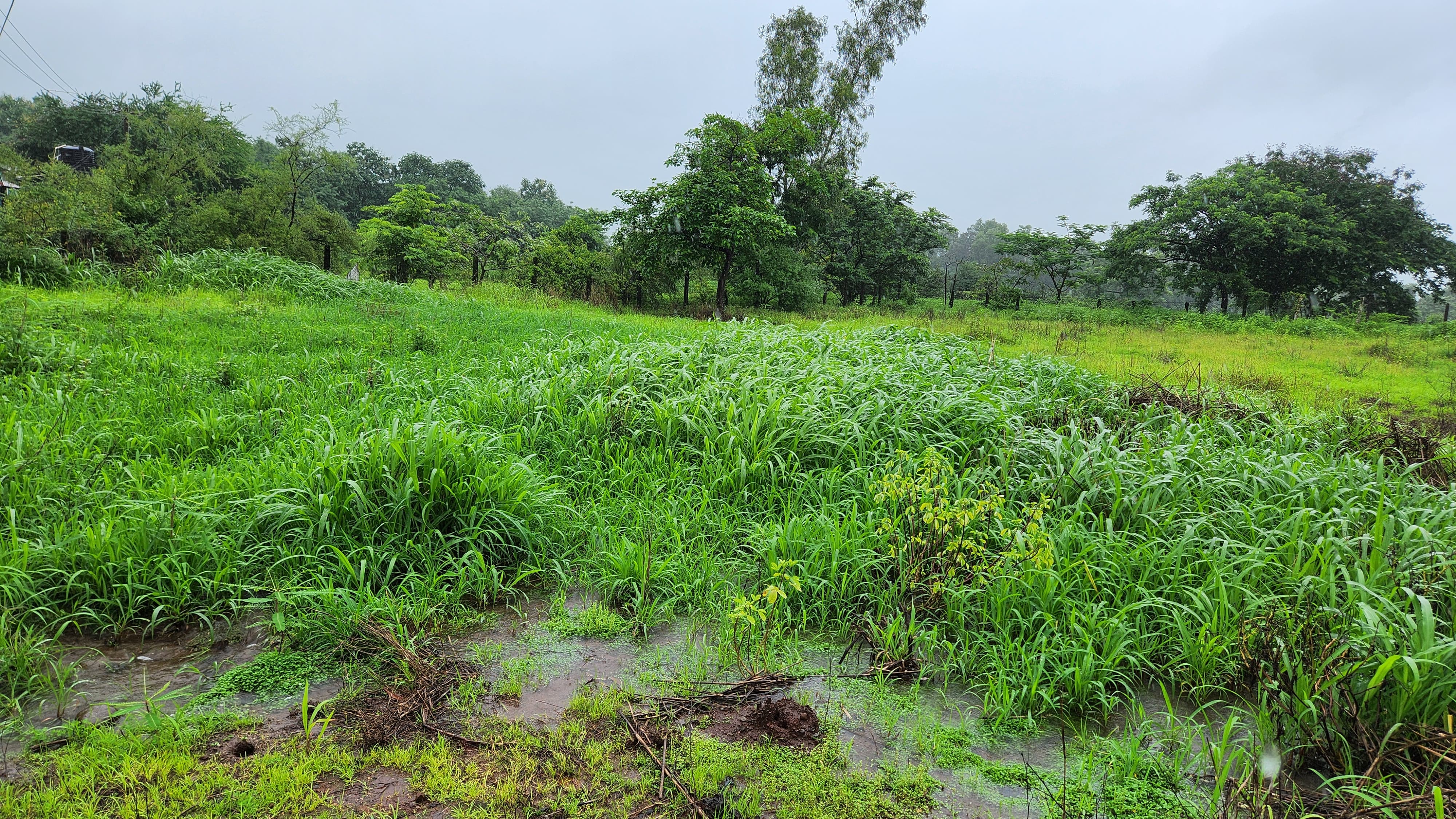 51 guntha agriculture land for sale 10 km from Karjat.